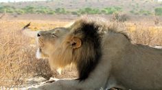 poster-26157-land-rover-genuine-parts-lion-236x132