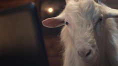 poster-26187-tomtom-bandit-action-camera-king-of-the-mountain-236x132