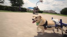 poster-26253-kleenex-unlikely-best-friends-236x132