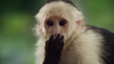 poster-26264-ikea-kitchen-monkeys-236x132