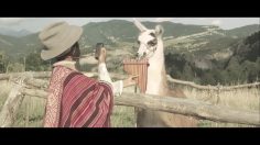 poster-26414-schneider-electric-llama-superstar-236x132