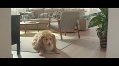 poster-26577-ikea-le-chien-236x132