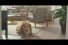 poster-26577-ikea-le-chien-68x45