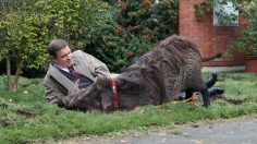 poster-26610-canal-le-phacochere-236x132