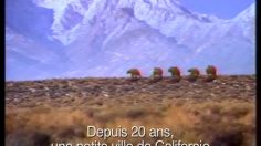 poster-26613-pepsi-the-bears-236x132