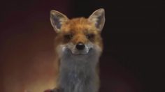 poster-26642-peta-sia-wants-to-free-the-animal-236x132