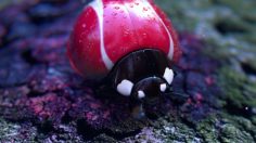 Branded-dreams-2-236x132