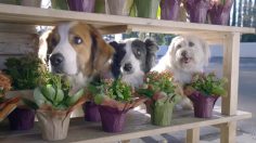 poster-26772-doritos-doritos-dogs-236x132