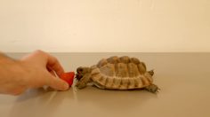 poster-26801-oneclickgiving-this-tortoise-could-save-a-life-236x132