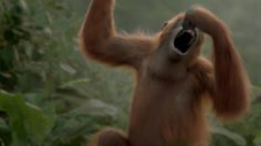 poster-26916-rynkeby-monkey-dance-236x132