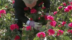 poster-26972-the-body-shop-the-body-shop-british-rose-treat-your-mum-like-a-queen-with-a-british-rose-236x132