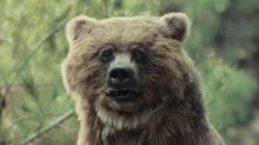 poster-26979-geico-forest-extended-version-236x132