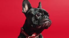 poster-27087-hindquarters-shake-your-hindquarters-236x132