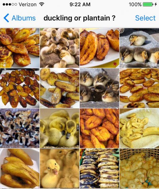duckling or plantain 1