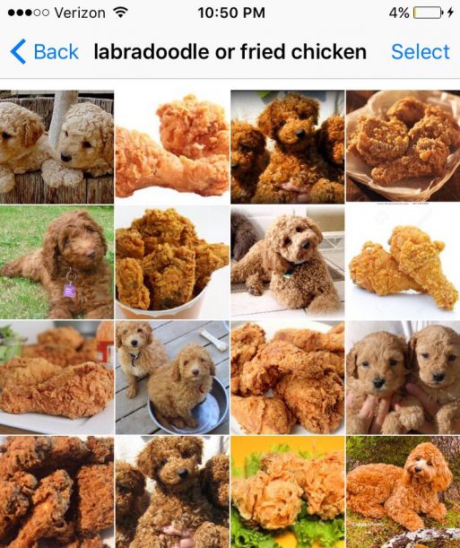 labradoodle or fried chicken