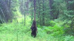 poster-27112-cadbury-dairy-milk-tastes-like-this-feels-236x132