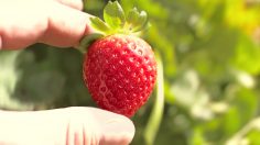 poster-27196-ad-council-anti-gaspillage-the-extraordinary-life-and-times-of-strawberry-save-the-food-236x132