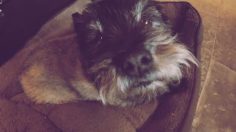 poster-27209-tails-com-feed-different-236x132