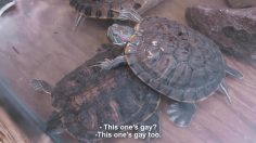 poster-27210-amnesty-international-gay-turtle-236x132