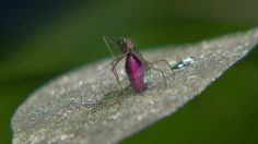 poster-27227-mountain-dew-kickstart-freak-chain-236x132