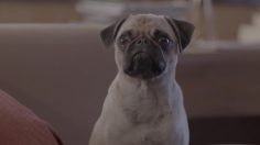 poster-27301-special-dog-sofa-236x132