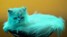 poster-27315-sony-gtk-xb7-party-animals-236x132