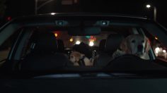 poster-27352-subaru-puppy-236x132