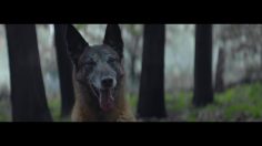 poster-27353-fondation-30-millions-damis-non-a-l-abandon-236x132