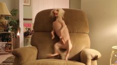 poster-27357-volkswagen-dog-236x132