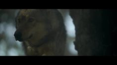 poster-27366-coyote-rejoignezlameute-236x132