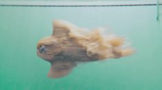 poster-27392-klarna-the-swim-236x132