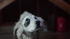 poster-27512-honda-ridgeline-truck-lost-and-found-236x132