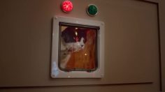 poster-27638-temptations-temptations-cat-treats-keep-them-busy-236x132