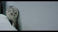 poster-27641-smart-forfour-cats-236x132