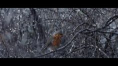 poster-27675-waitrose-coming-home-236x132