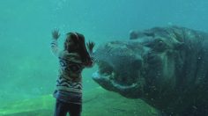 poster-27680-usps-united-states-postal-service-hippo-236x132