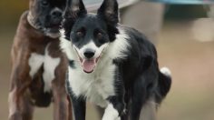 poster-27827-new-york-lottery-cash4life-give-back-for-life-236x132