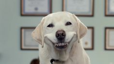 poster-27879-greenies-british-teeth-236x132