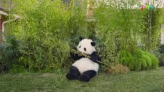 poster-27898-spot-anti-trump-et-cliches-du-super-bowl-2017-02-03-236x132