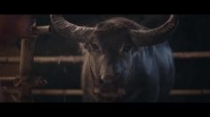 poster-27938-tesco-lotus-pracharat-plantation-project-a-letter-from-a-buffalo-236x132