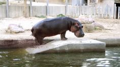 poster-27941-washmen-hippo-shit-236x132