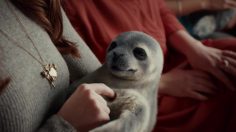 poster-27950-mcvitie-s-chocolate-digestives-nibbles-seal-236x132