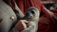 poster-27960-culture-week-by-culture-pub-bebes-phoques-et-hulk-hogan-2017-02-23-236x132