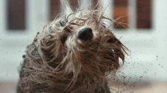 poster-28008-dulux-easycare-muddy-dog-236x132