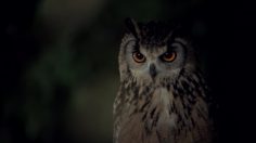 poster-28009-land-rover-velar-night-sounds-236x132