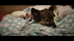 poster-28018-cesar-rewriting-history-236x132