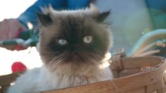 poster-28026-a-day-without-a-woman-anywhere-but-there-236x132