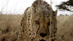 poster-28029-dim-x-temp-x-temp-236x132