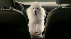 poster-28050-volkswagen-golf-gesture-control-poodle-236x132