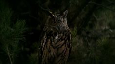 poster-28076-volkswagen-atlas-suv-luv-bug-236x132